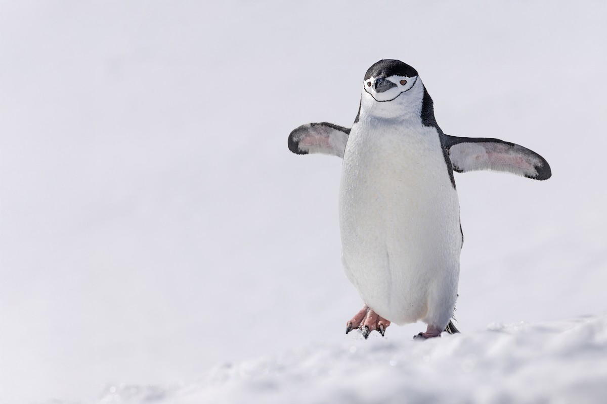 Пінгвін антарктичний - ML647241092