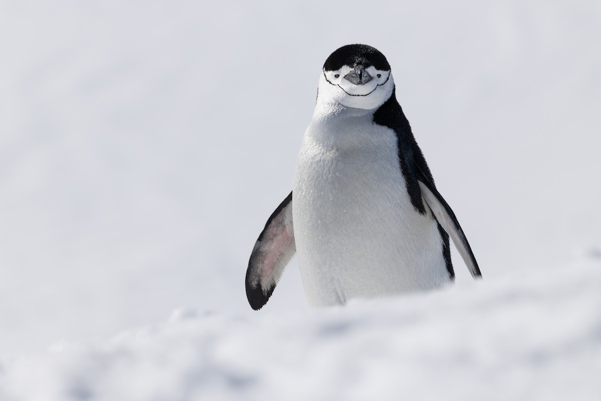 Chinstrap Penguin - ML647241093