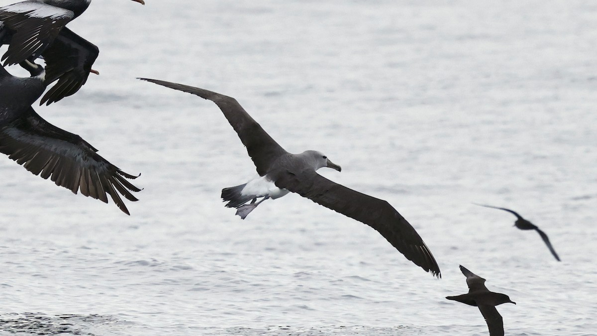 Альбатрос баунтійський - ML647241094