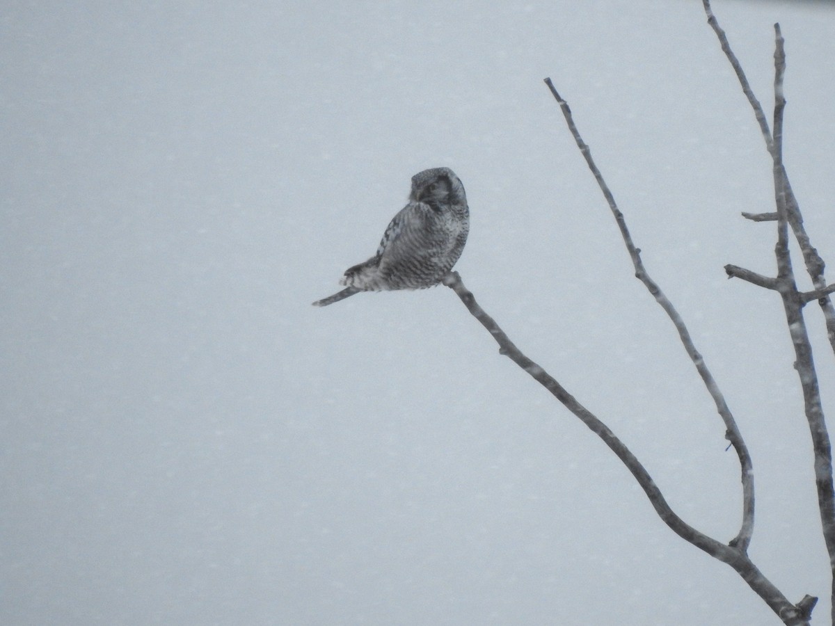 sovice krahujová - ML647241096