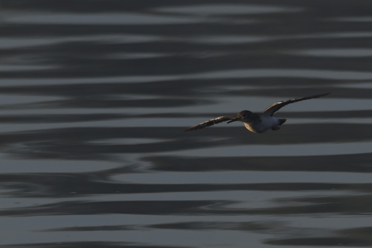 Benekli Düdükçün - ML647241097