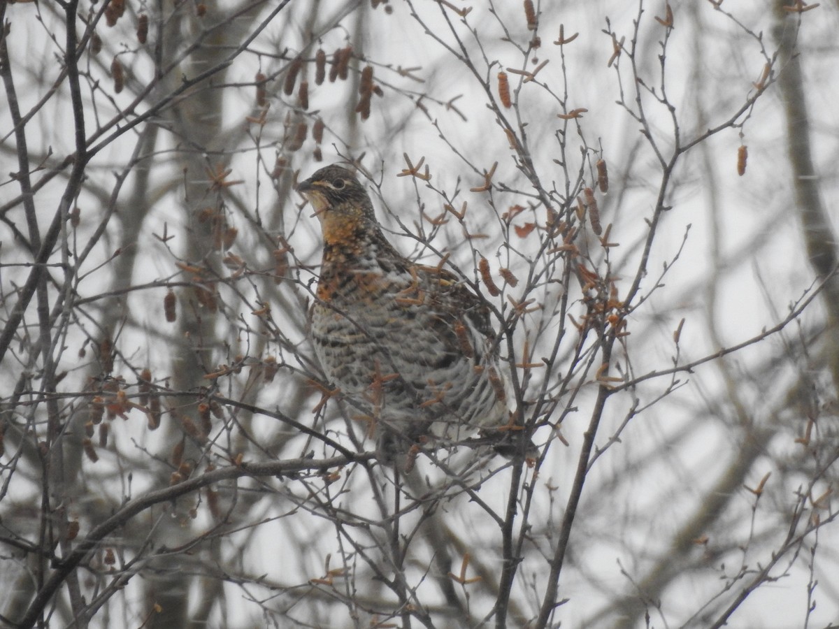 jeřábek kanadský - ML647241108