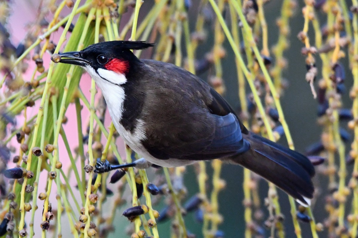 Red-whiskered Bulbul - ML647241128