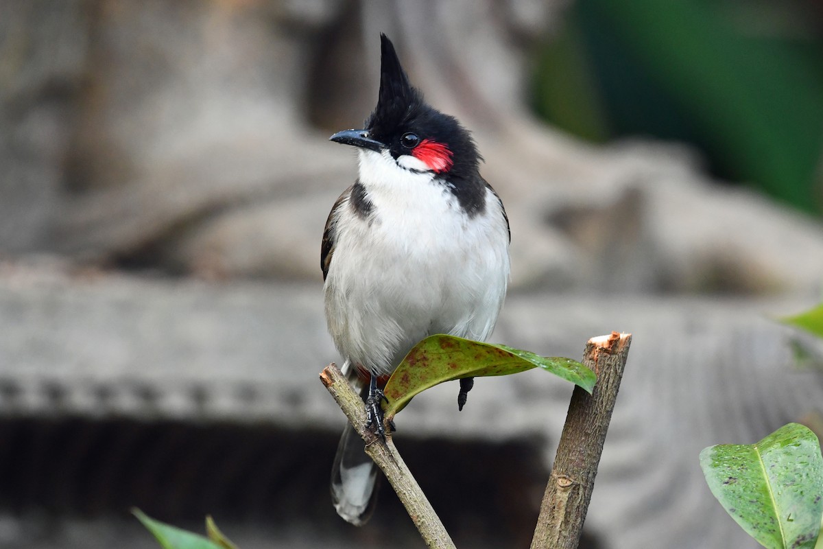 Red-whiskered Bulbul - ML647241130