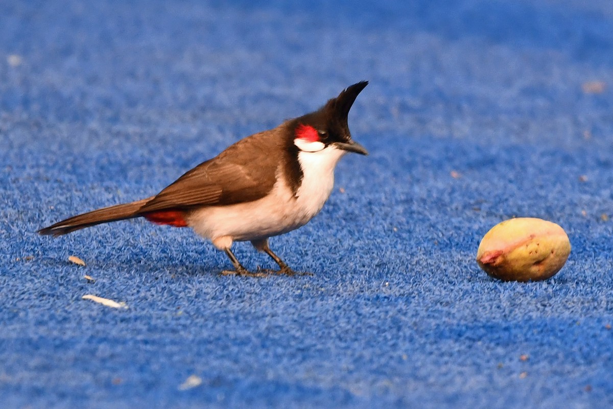 Red-whiskered Bulbul - ML647241131