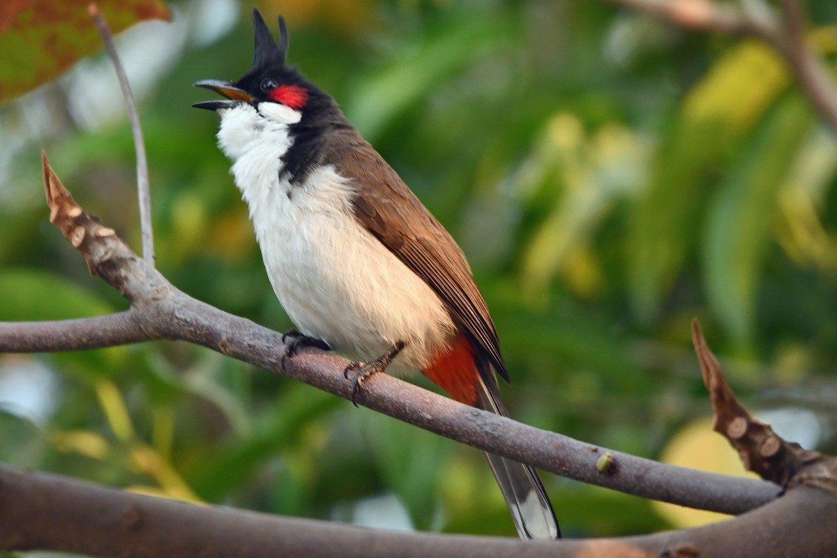 Red-whiskered Bulbul - ML647241132