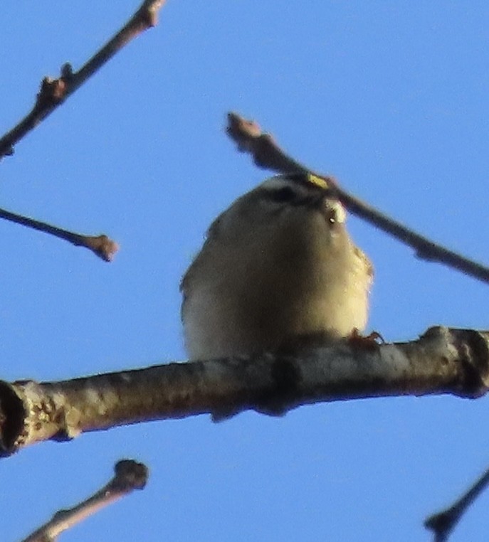 Golden-crowned Kinglet - ML647241139