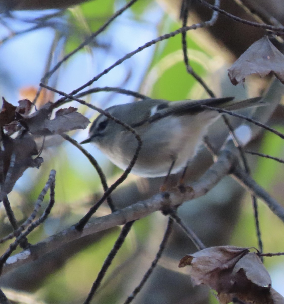Golden-crowned Kinglet - ML647241140