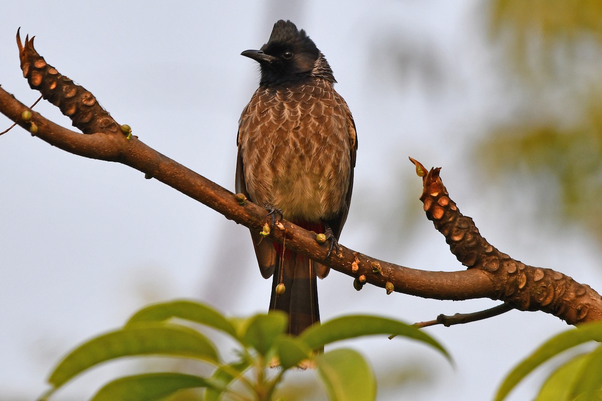 Red-vented Bulbul - ML647241145