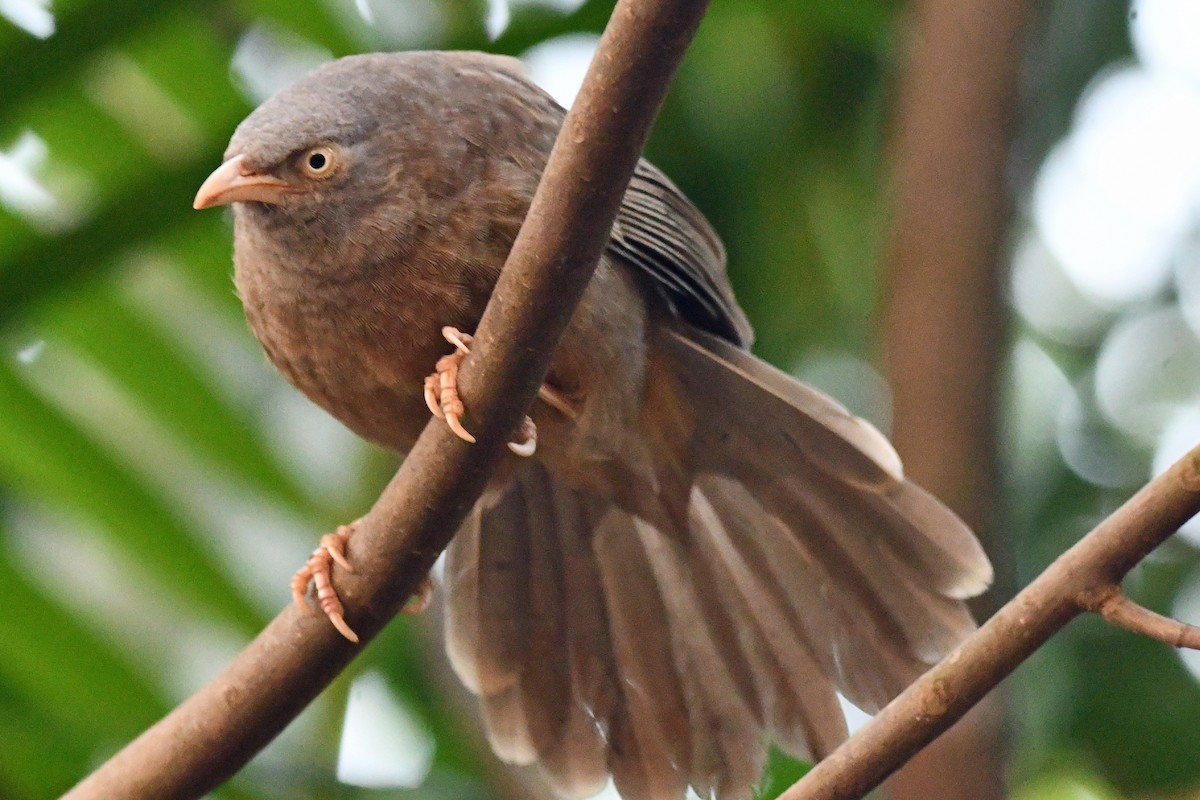 Jungle Babbler - ML647241154