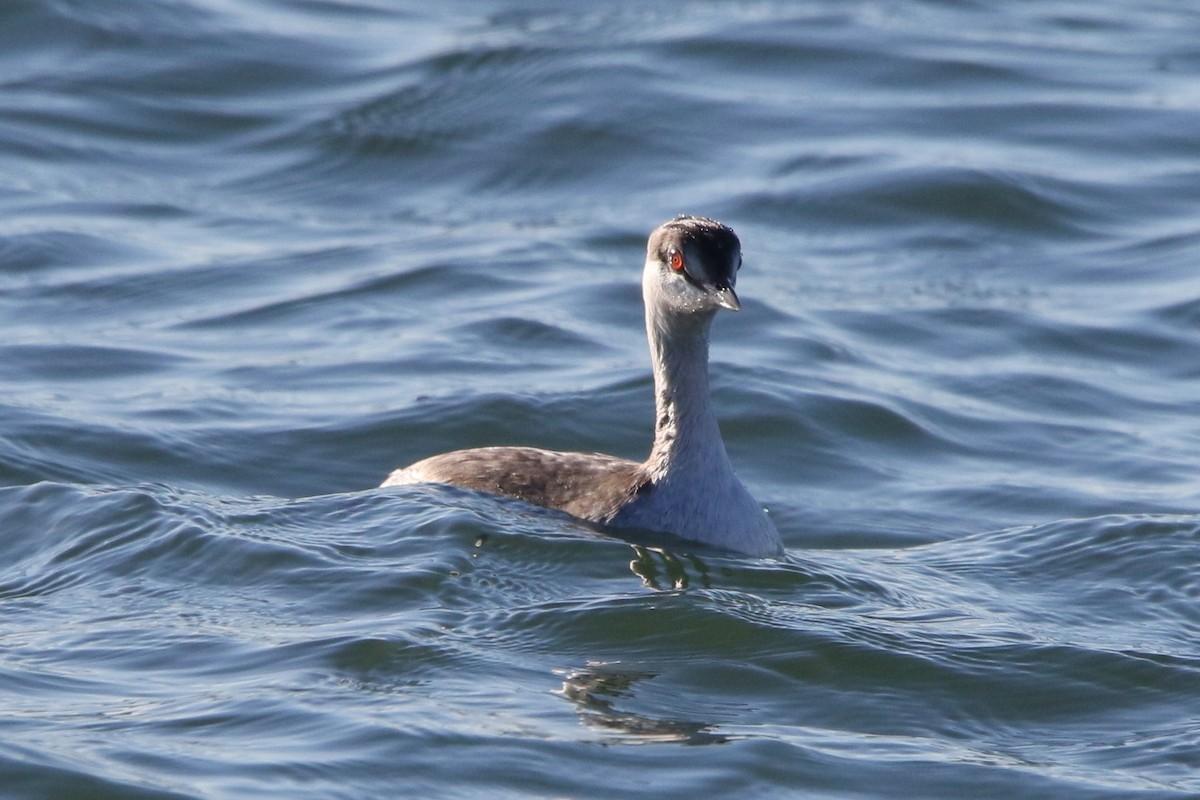 Horned Grebe - ML647241158