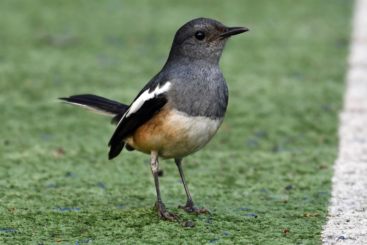 Oriental Magpie-Robin - ML647241161