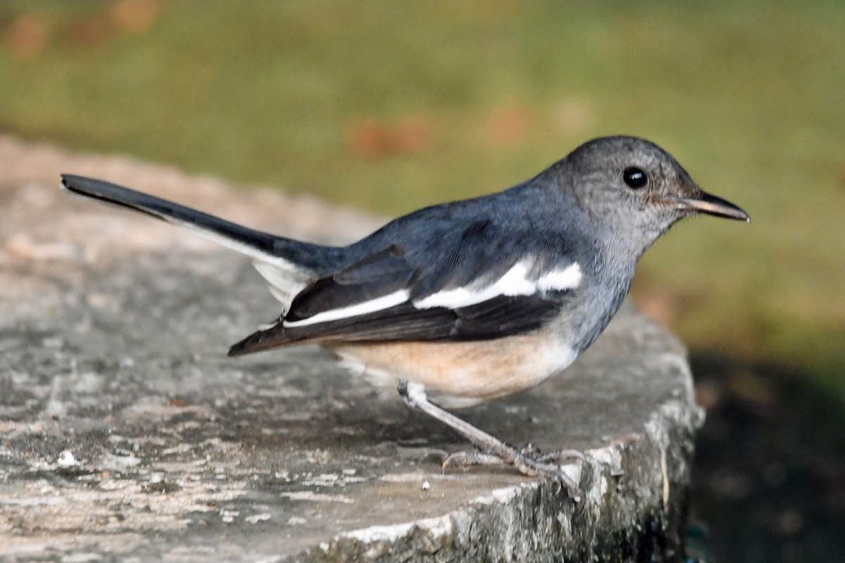 Oriental Magpie-Robin - ML647241162