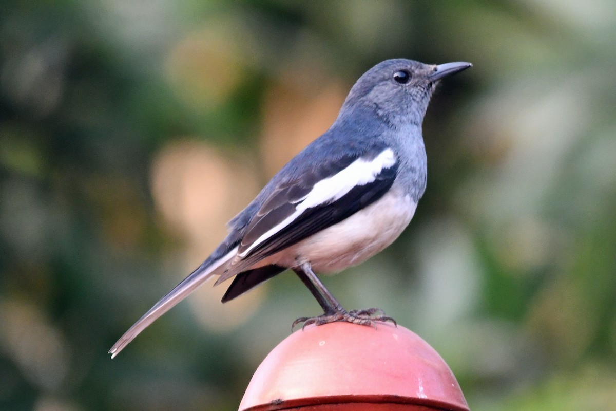 Oriental Magpie-Robin - ML647241163