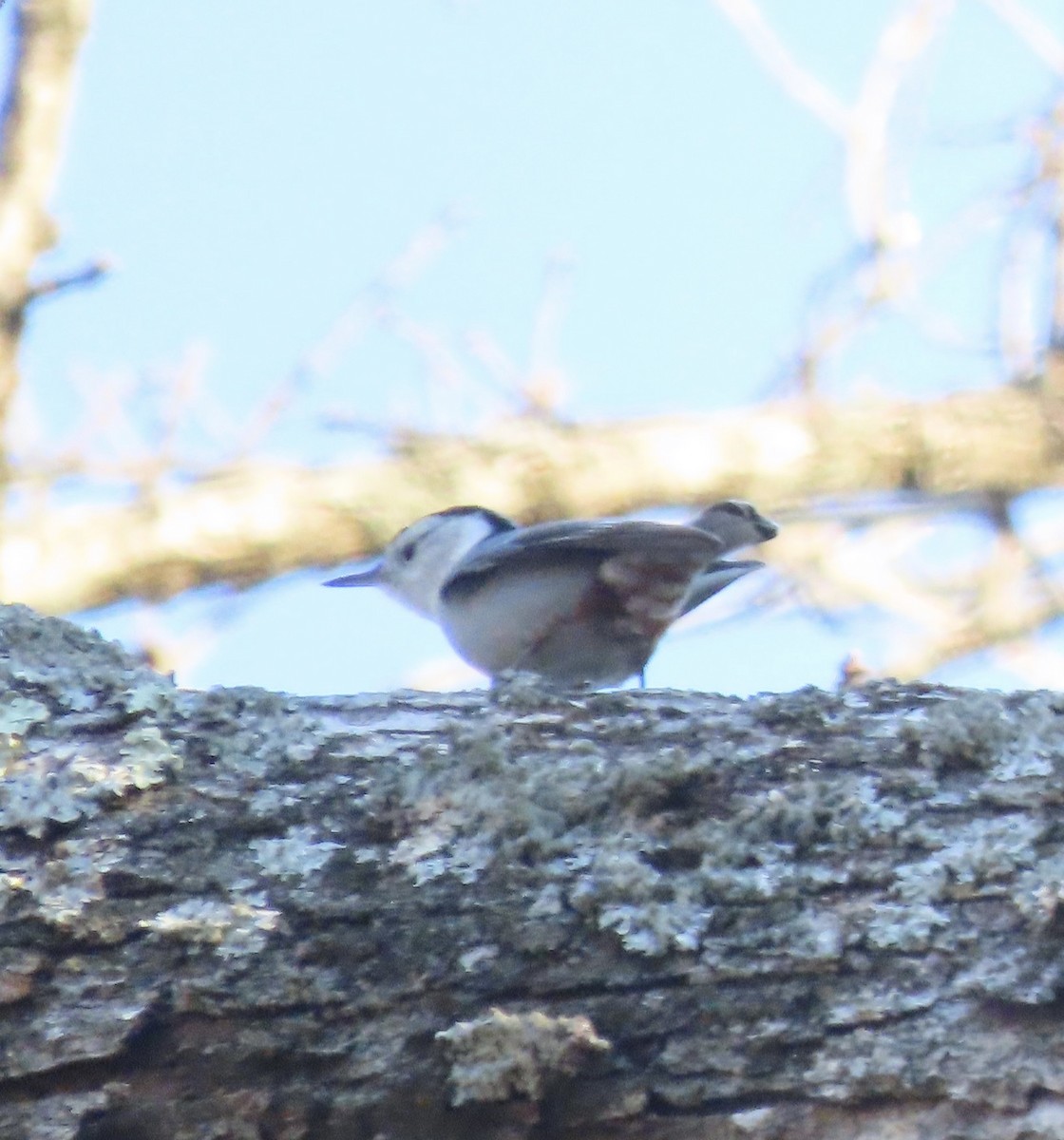 White-breasted Nuthatch - ML647241164