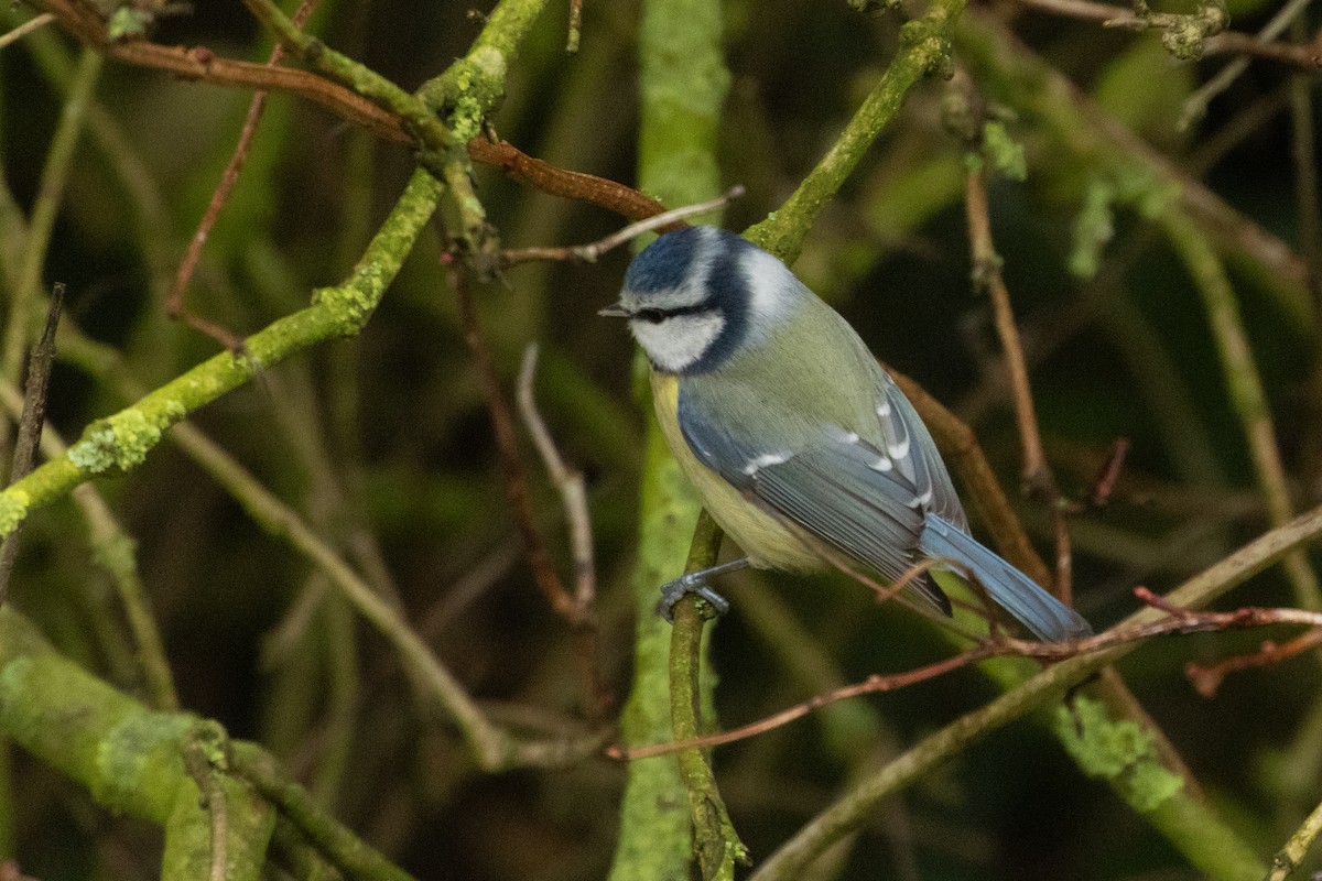 Herrerillo Común - ML647241180
