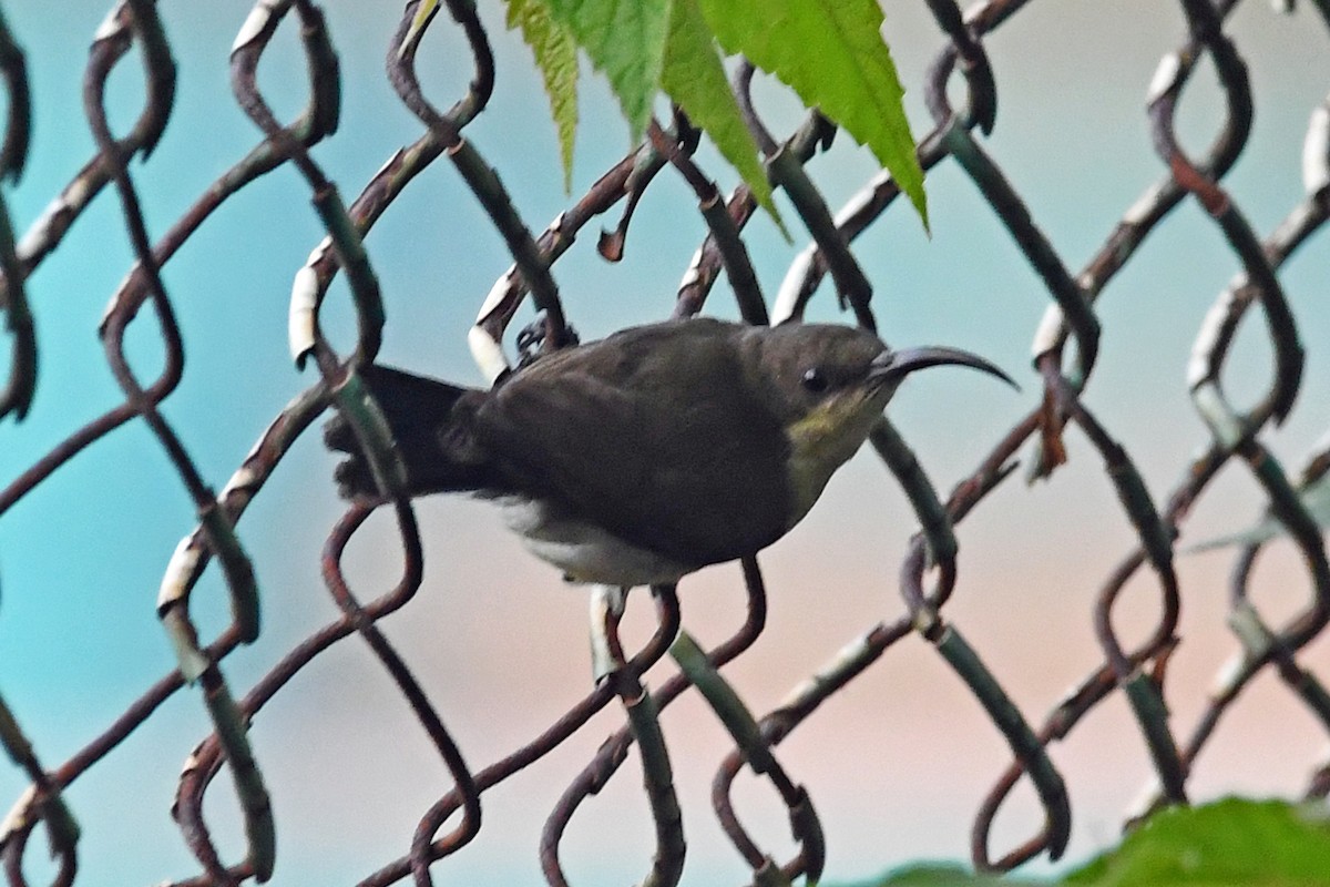 Loten's Sunbird - ML647241181