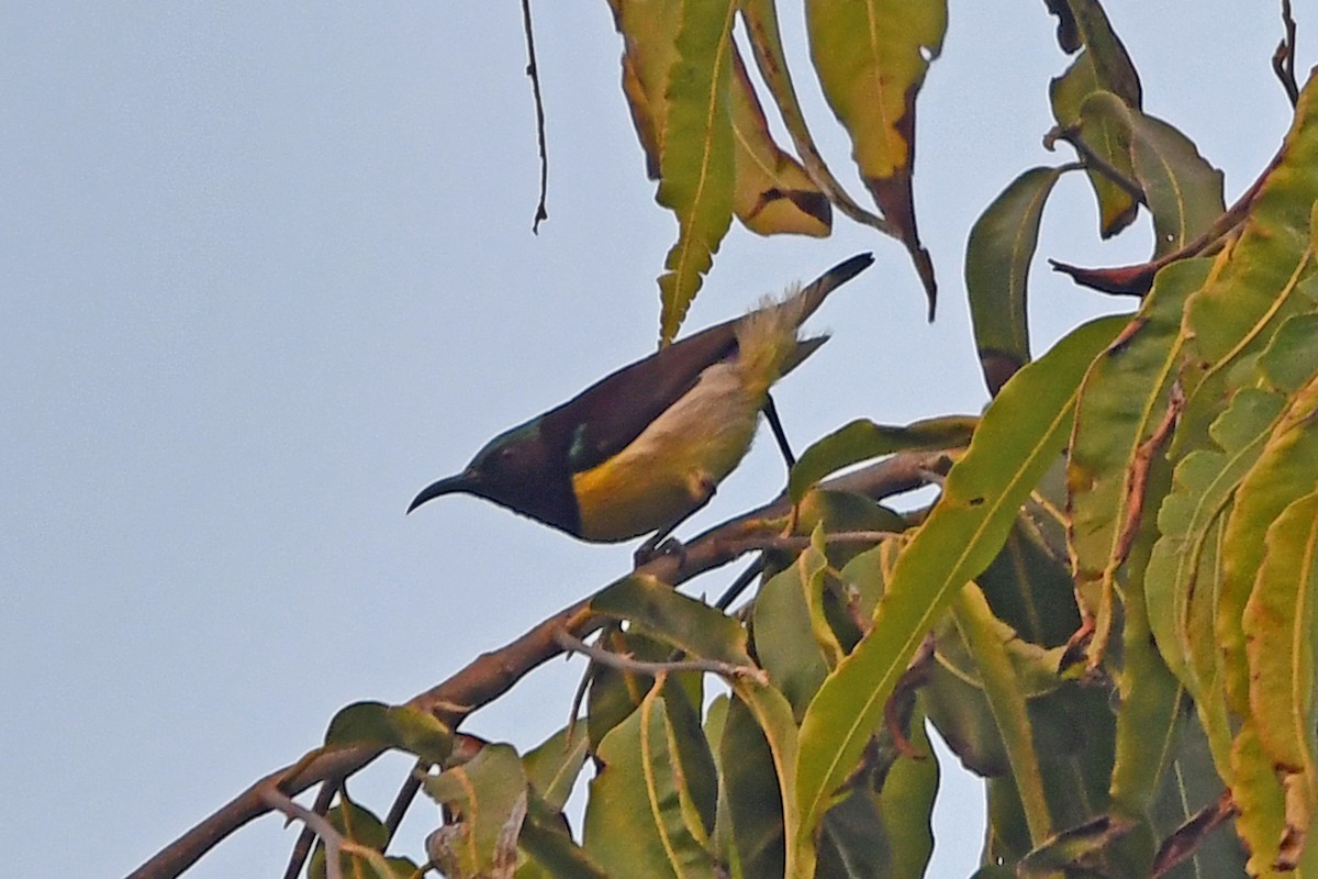 Purple-rumped Sunbird - ML647241182