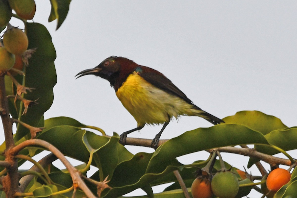 Purple-rumped Sunbird - ML647241183