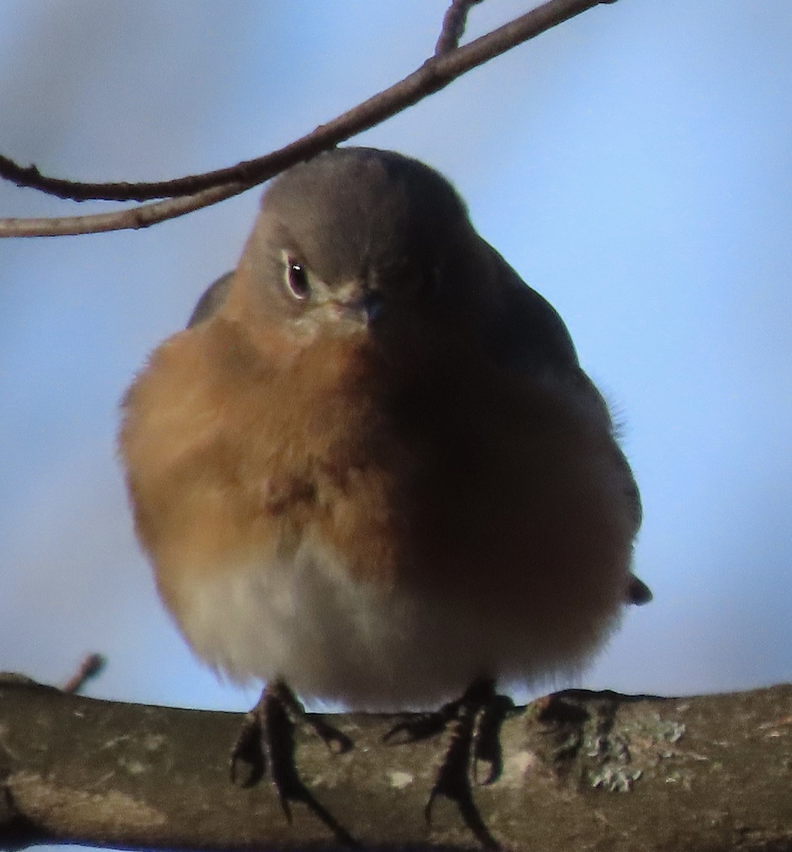 Eastern Bluebird - ML647241187