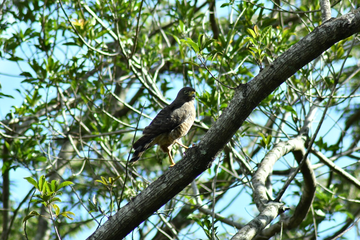 káně krahujová - ML647241194