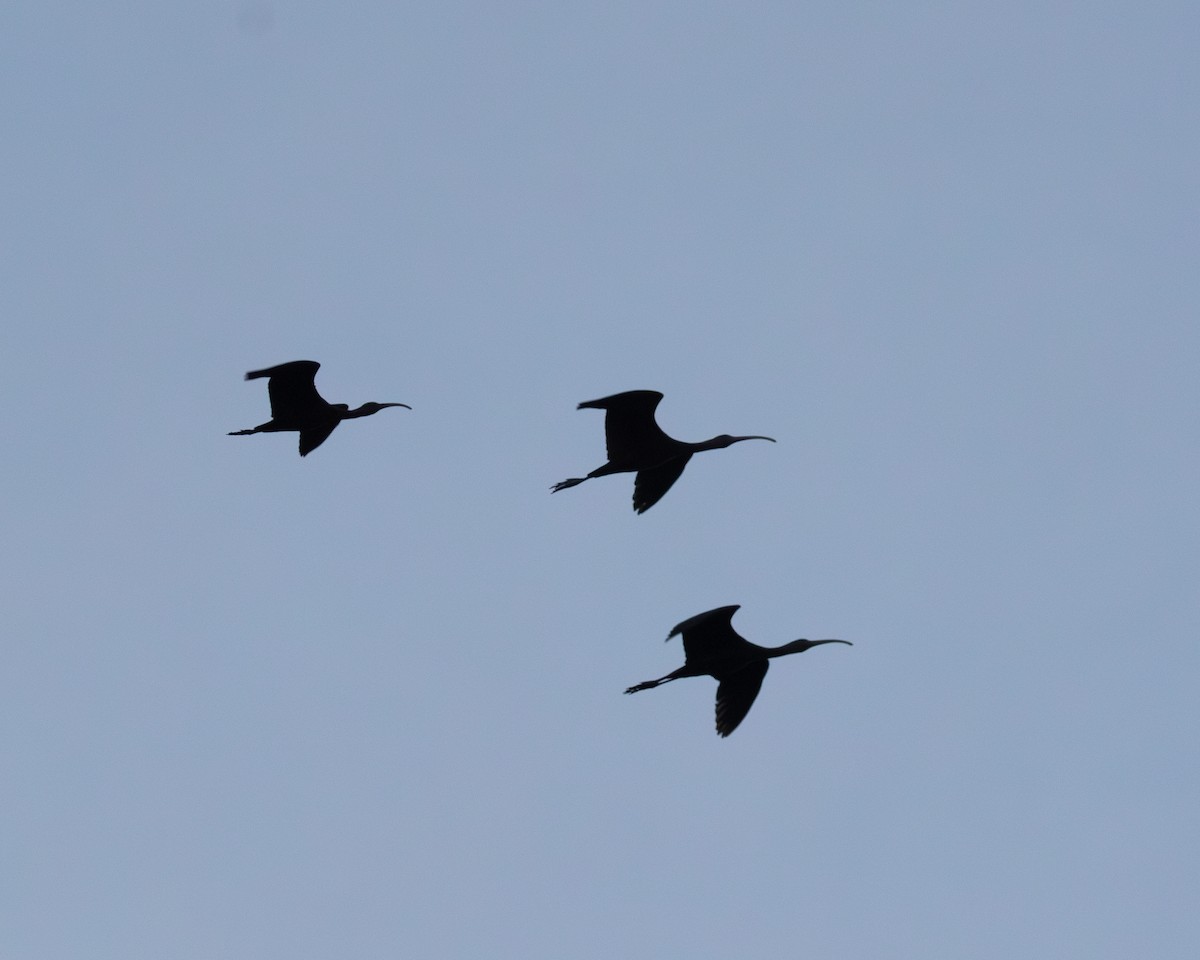 Beltzaran musuzuria - ML647241196