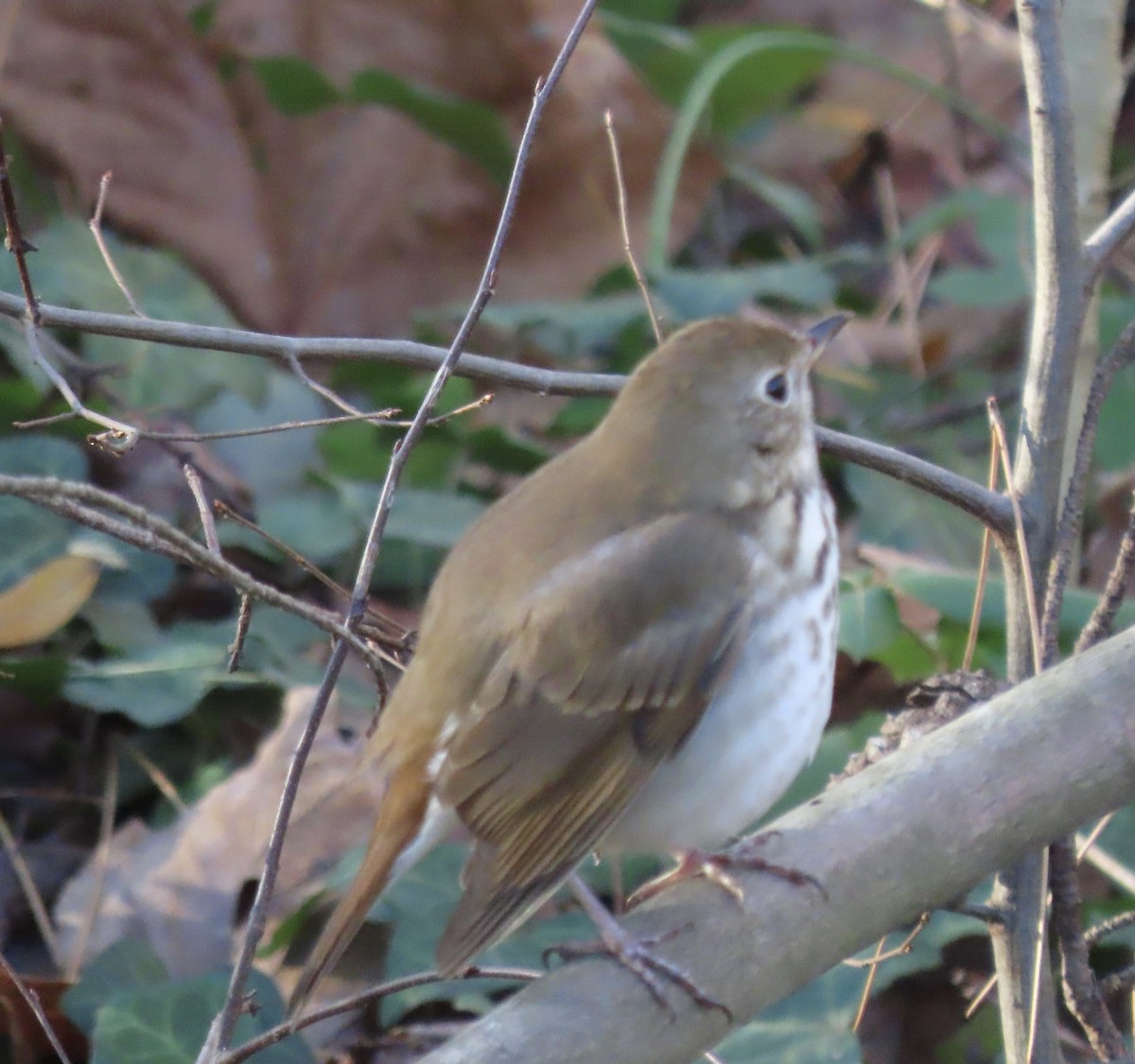 Hermit Thrush - ML647241206