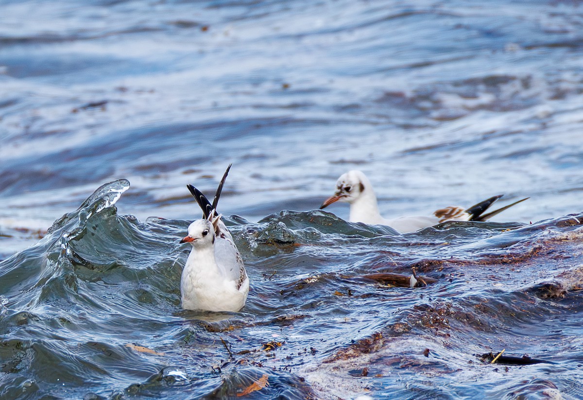 Lachmöwe - ML647241222