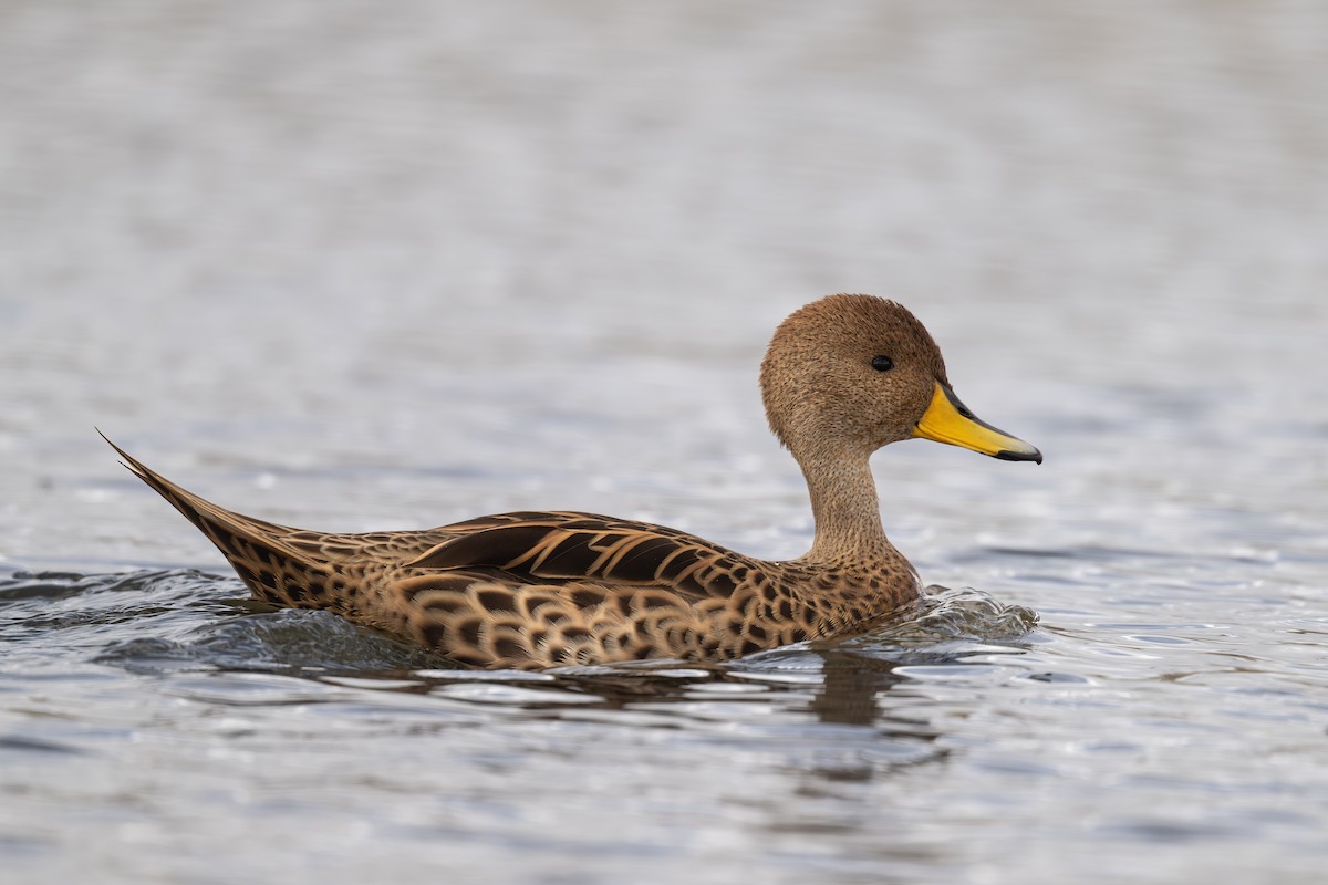 Шилохвіст жовтодзьобий - ML647241242