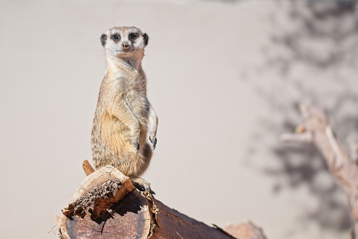 Southern African Meerkat - ML647241247