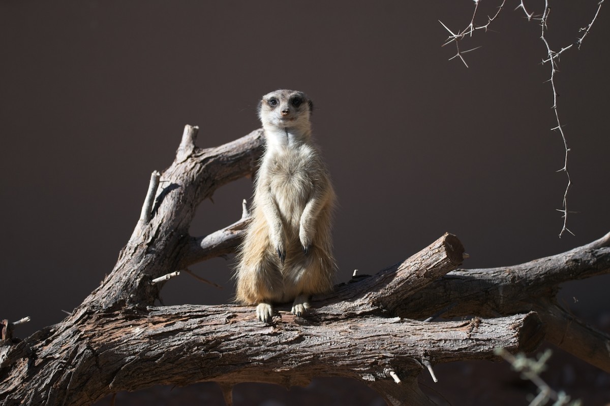 Southern African Meerkat - ML647241248