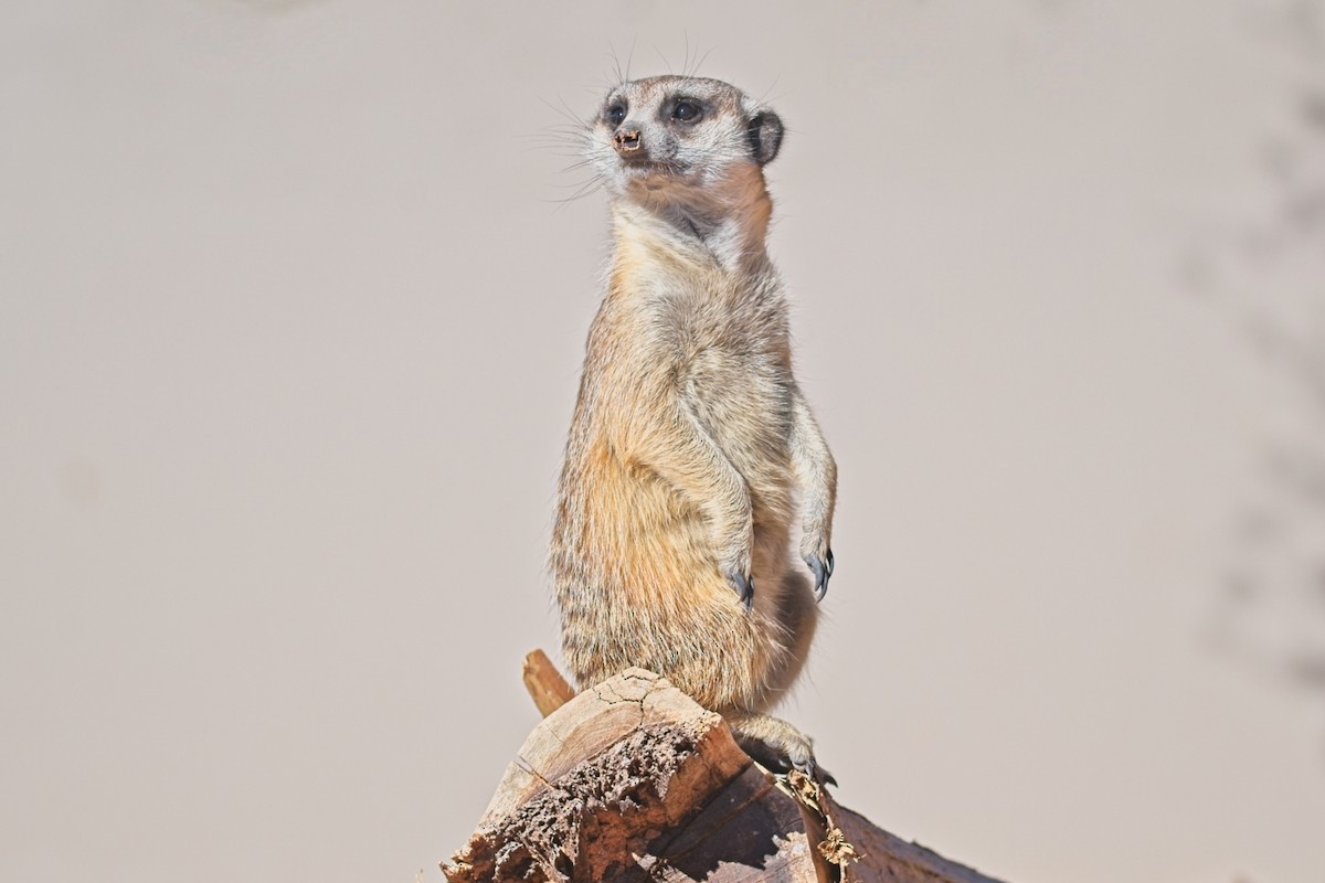 Southern African Meerkat - ML647241249