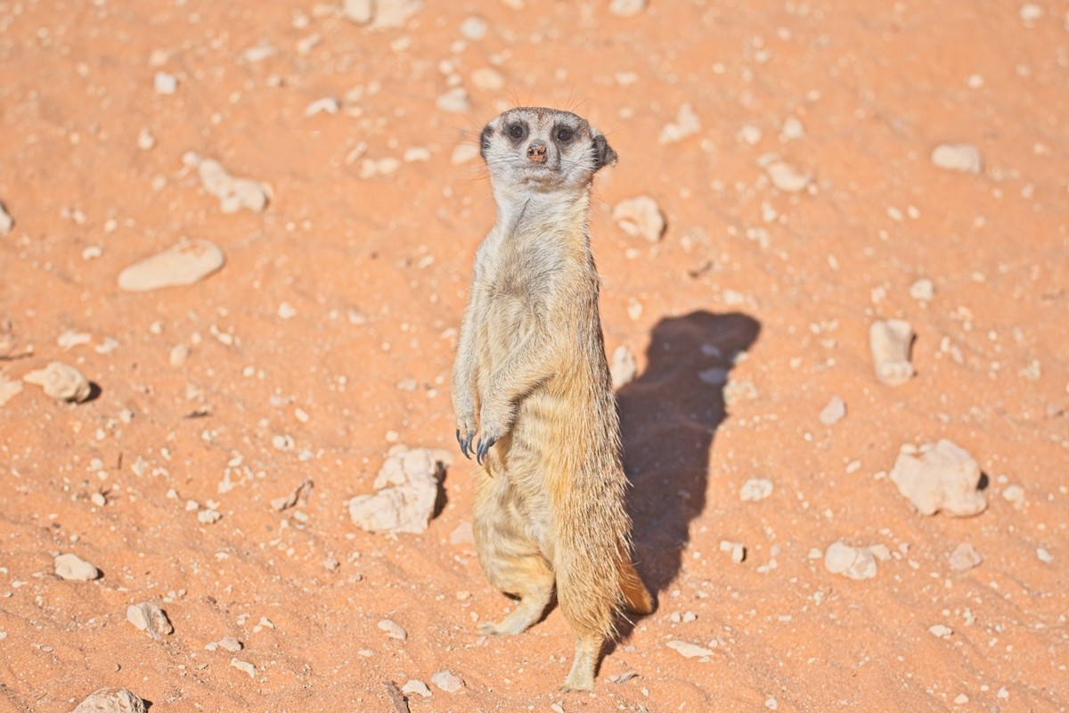 Southern African Meerkat - ML647241250