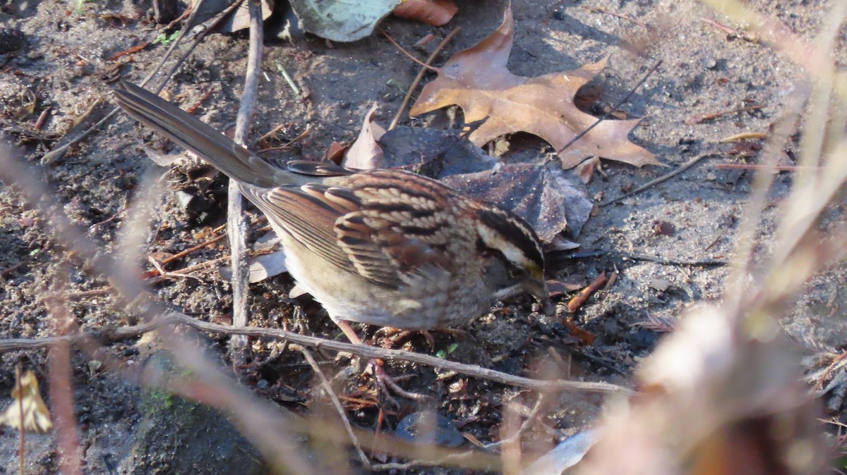 White-throated Sparrow - ML647241258