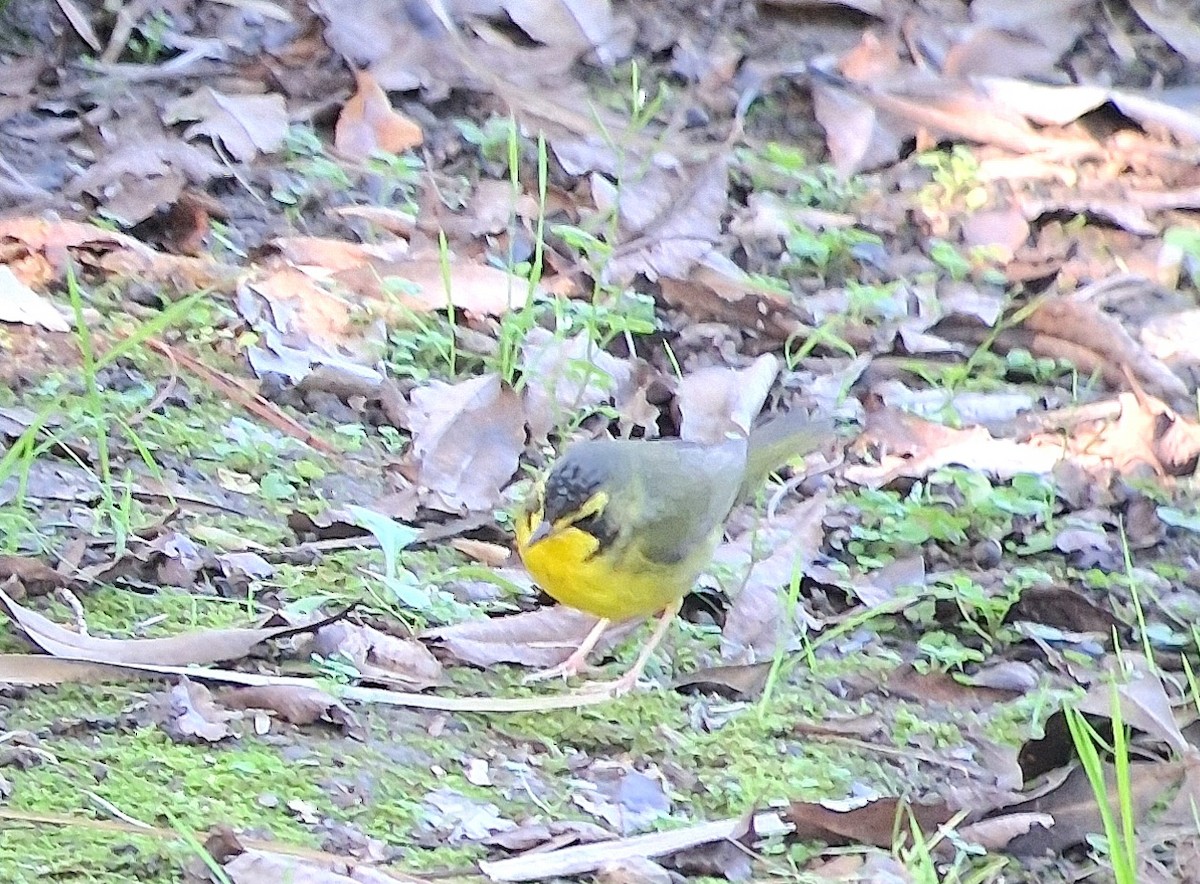 Kentaki Ötleğeni - ML647241268