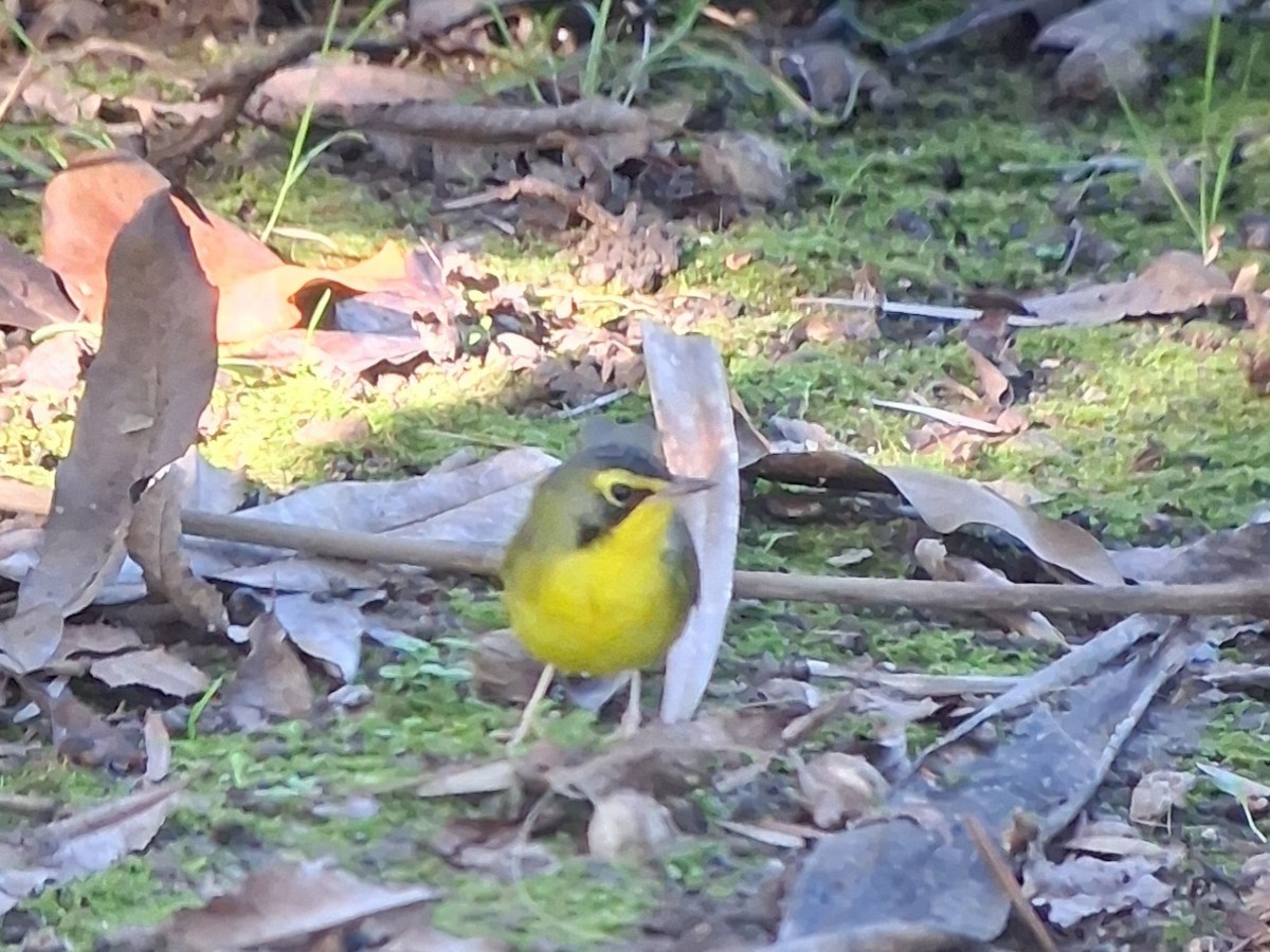 Kentaki Ötleğeni - ML647241269