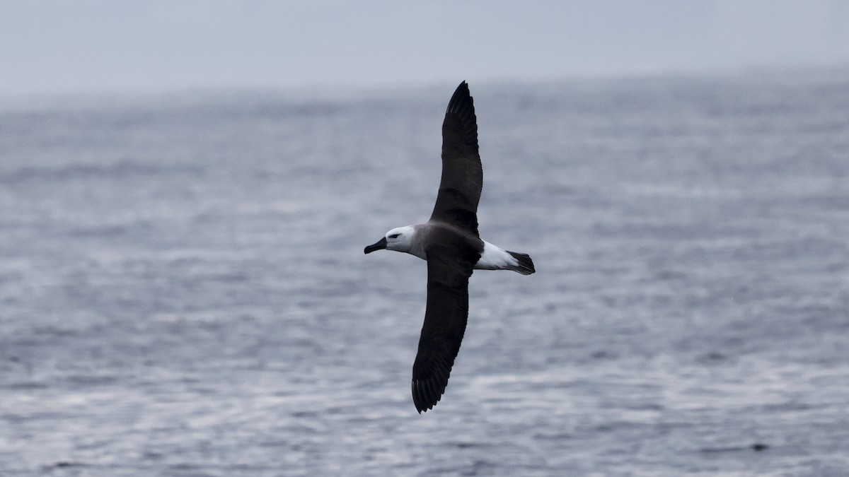 Black-browed Albatross - ML647241274