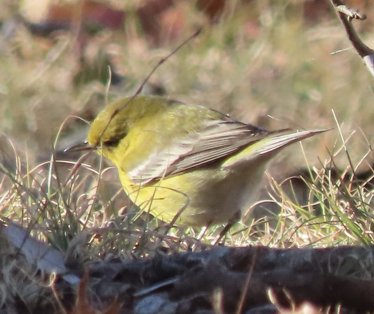 Pine Warbler - ML647241279