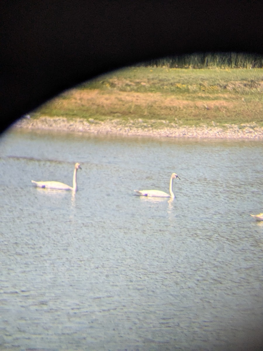 Trumpeter Swan - ML647241303