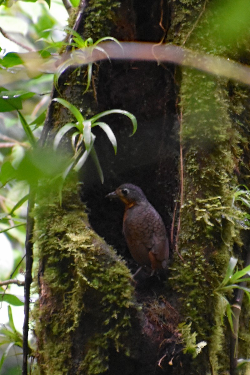 Scaled Antpitta - ML647241304