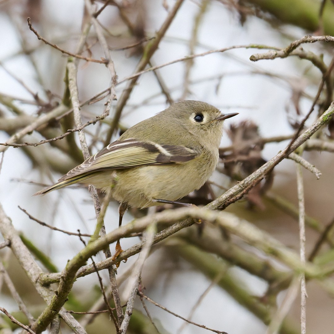 Rubingoldhähnchen - ML647241309