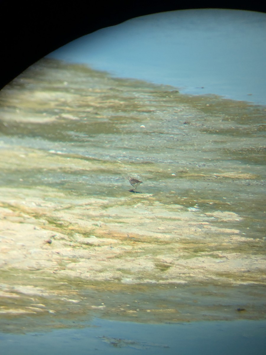 Benekli Düdükçün - ML647241323