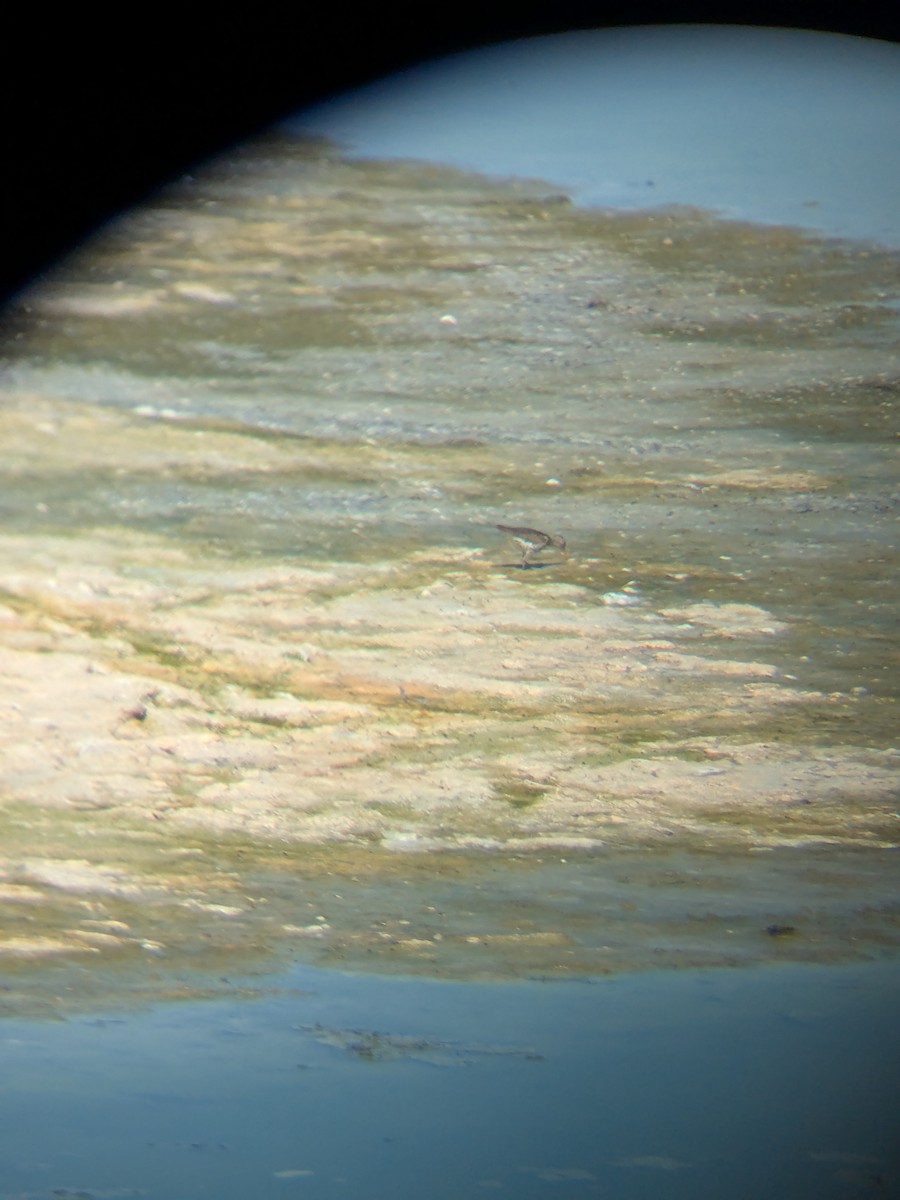 Benekli Düdükçün - ML647241324