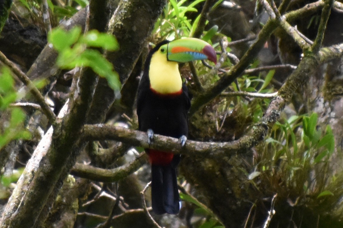 Keel-billed Toucan - ML647241326