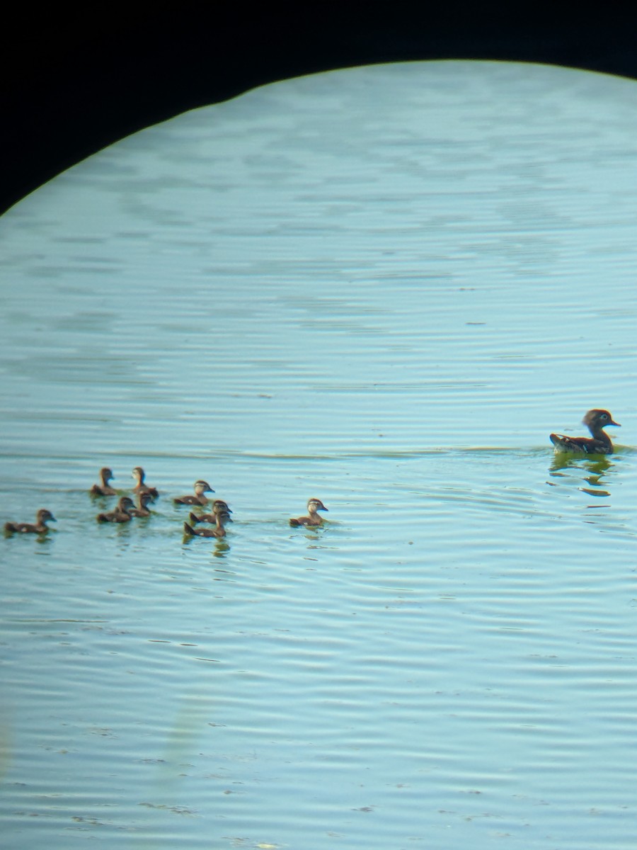 Wood Duck - ML647241344