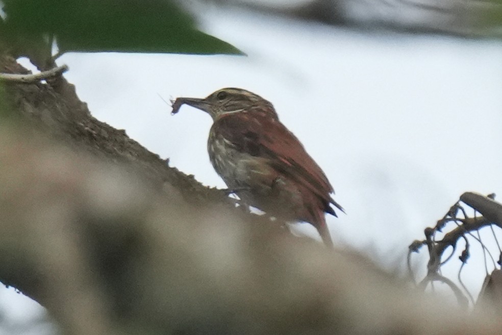 ハシボソホオジロカマドドリ - ML647241345