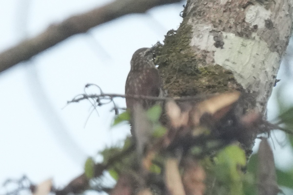 ハシボソホオジロカマドドリ - ML647241346