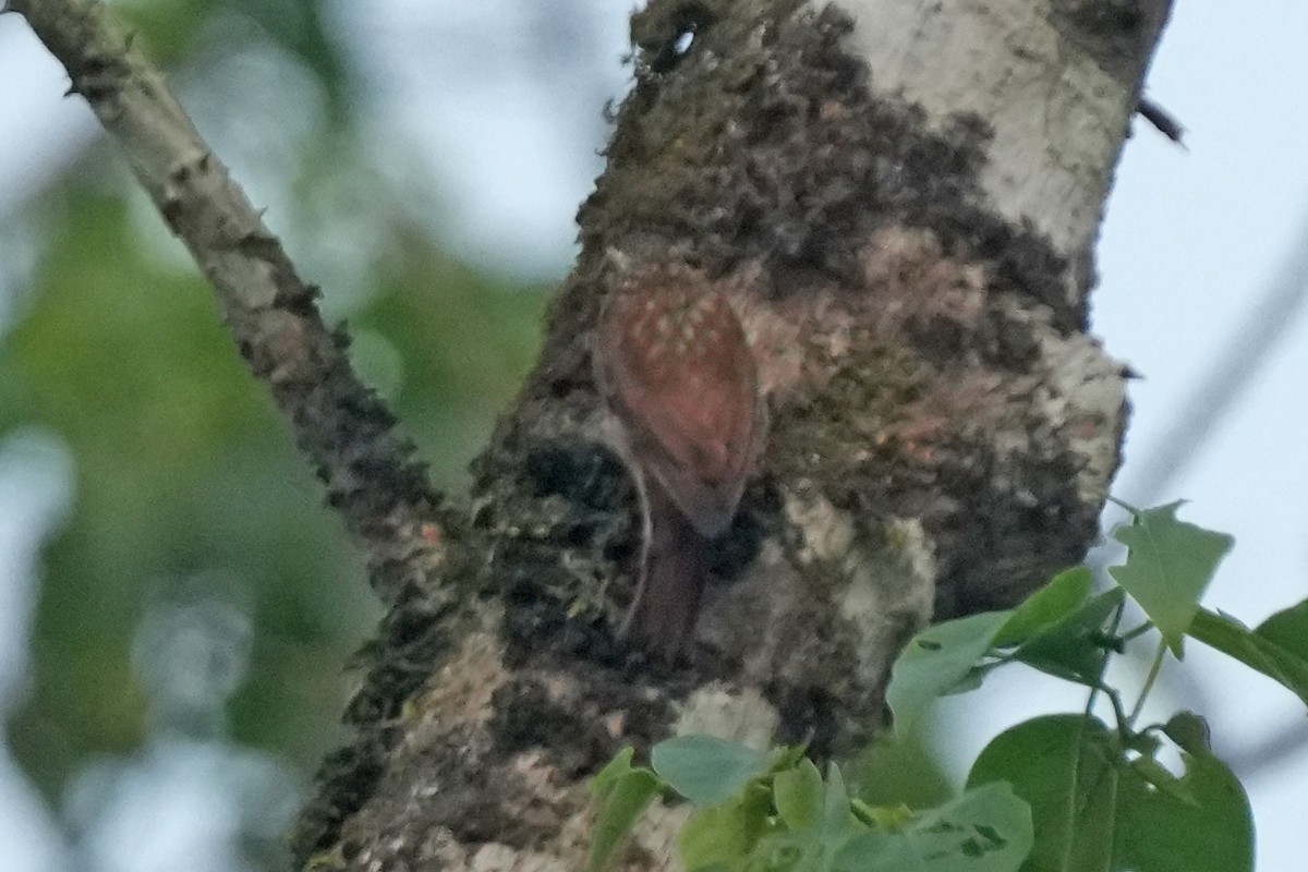 ハシボソホオジロカマドドリ - ML647241347