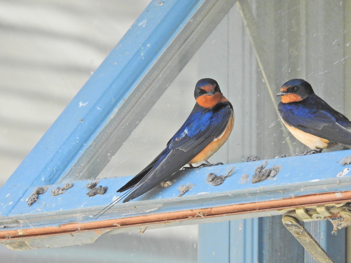 Ластівка сільська - ML647241349