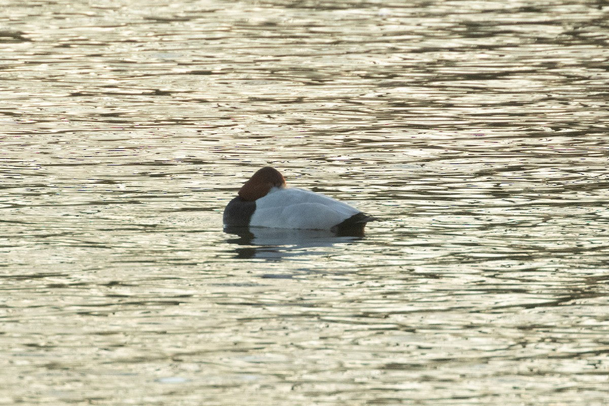 Common Pochard - ML647241352